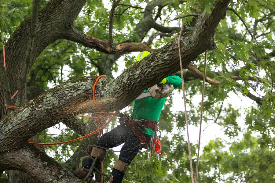 Tree Trimming
